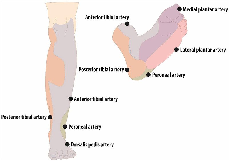 Angiosome distribution in the lower leg and foot.